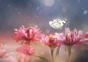 Butterfly-on-Pink-flower1